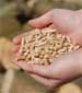 Green Supply Chain News: Against Mandates for Renewable Energy, Europeans Turn to US Forests